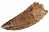 Serrated, Carcharodontosaurus Tooth - Killer Tooth! #191939-1